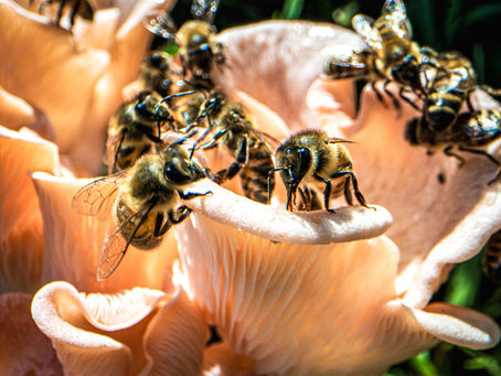 Unlocking Nature's Harmony: Honeybees and Mushrooms